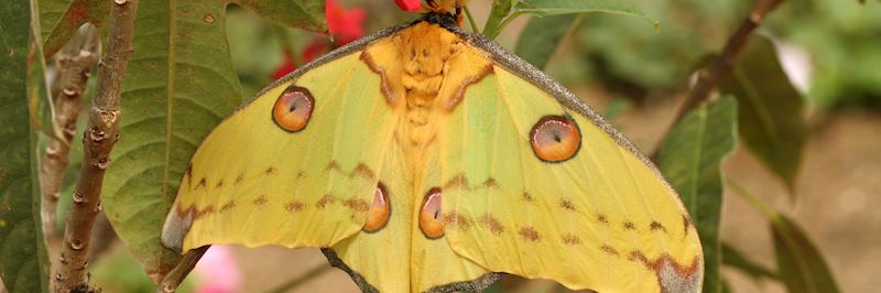 Comet moth