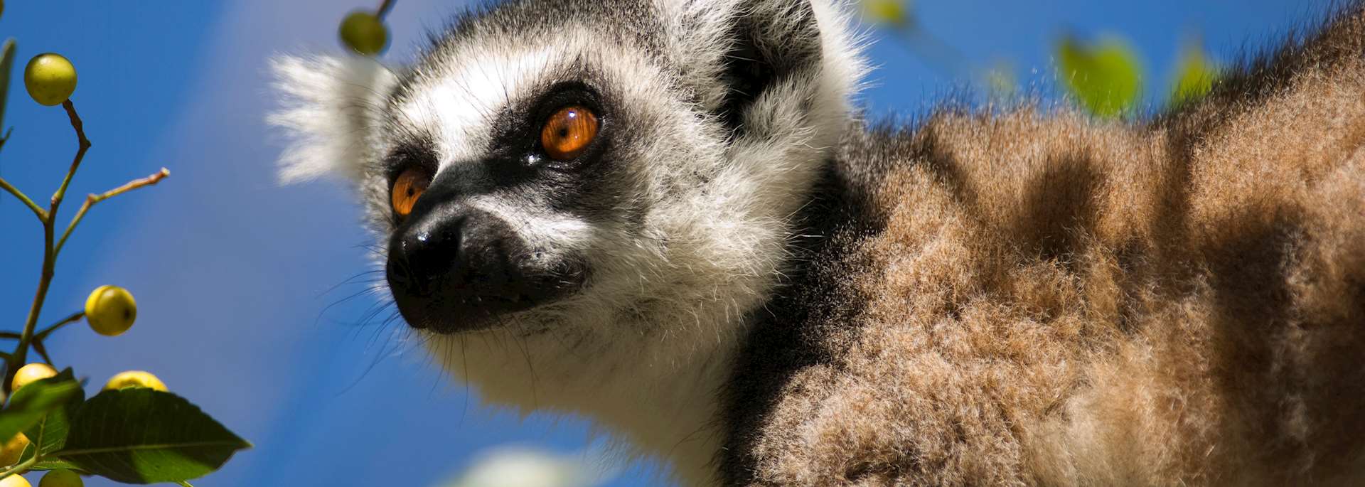 Ring-tailed lemur
