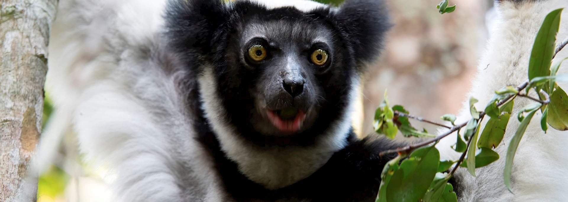 Indri in eastern Madagascar
