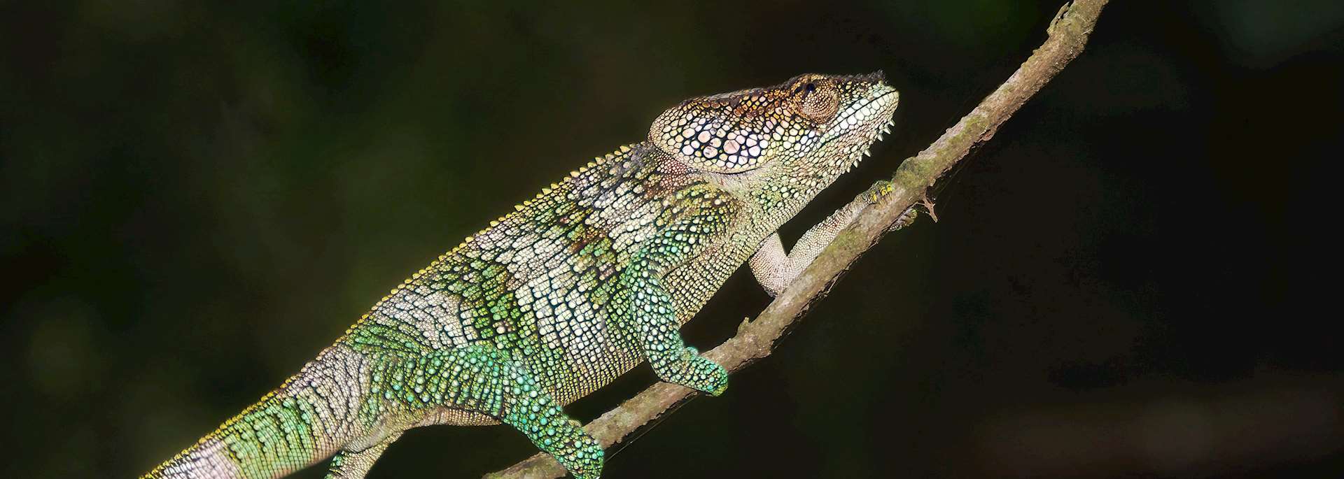 Chameleon, Amber Mountain National Park