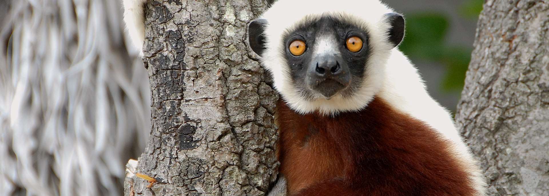 Sifaka at Anjajavy