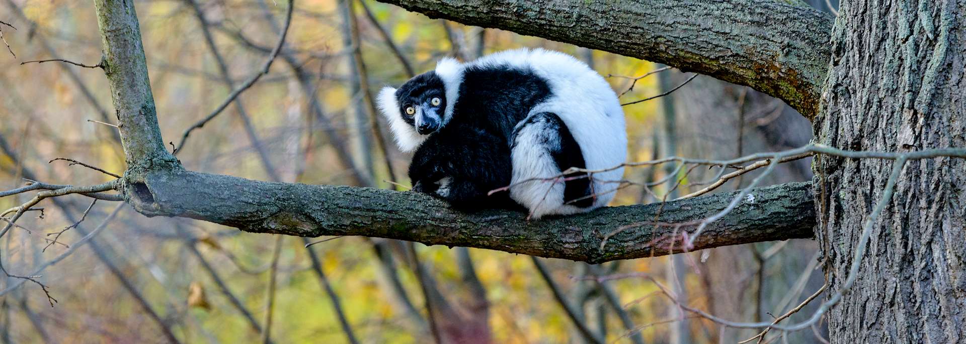 Lemur in Madagascar
