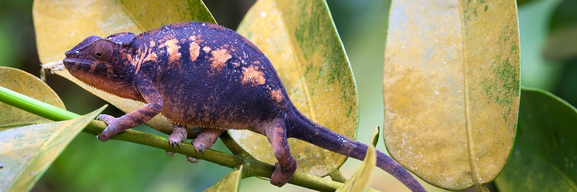 Madagascar chameleon