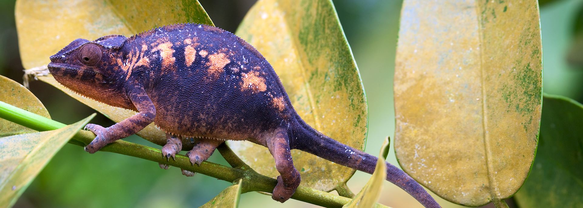 Madagascar chameleon