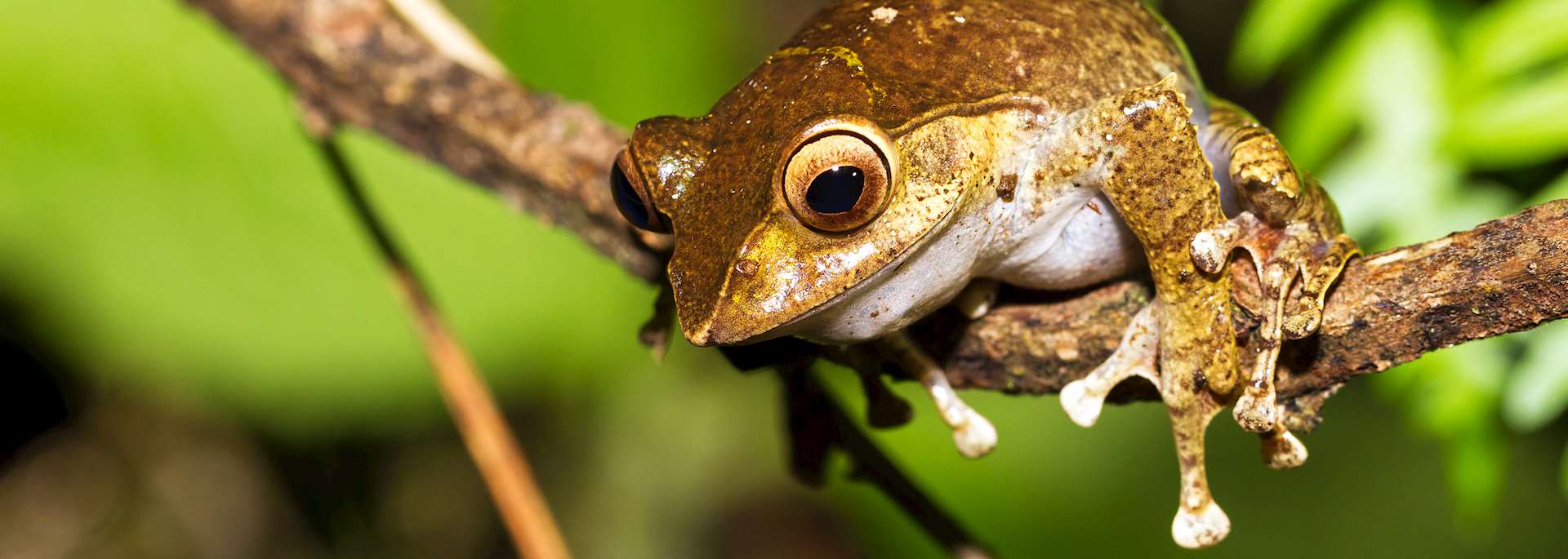 One of the many species of tree frog in Madagascar
