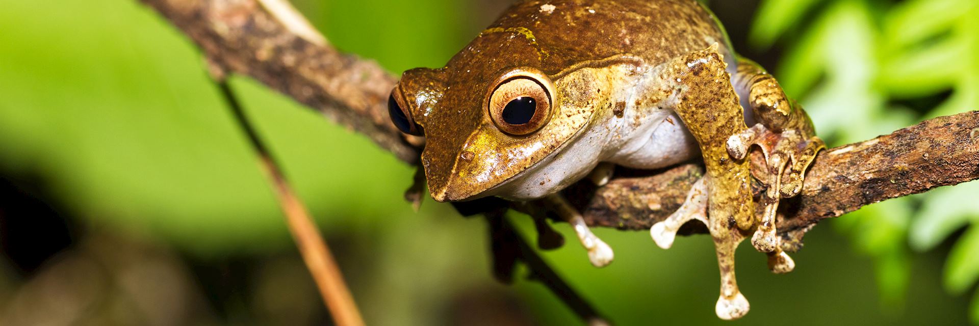 One of the many species of tree frog in Madagascar