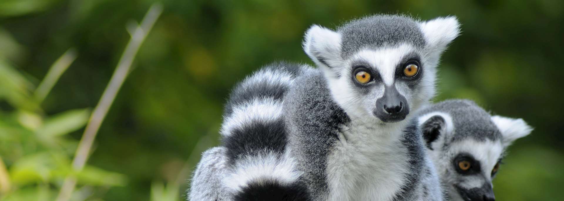Ring-tailed lemurs in Madagascar