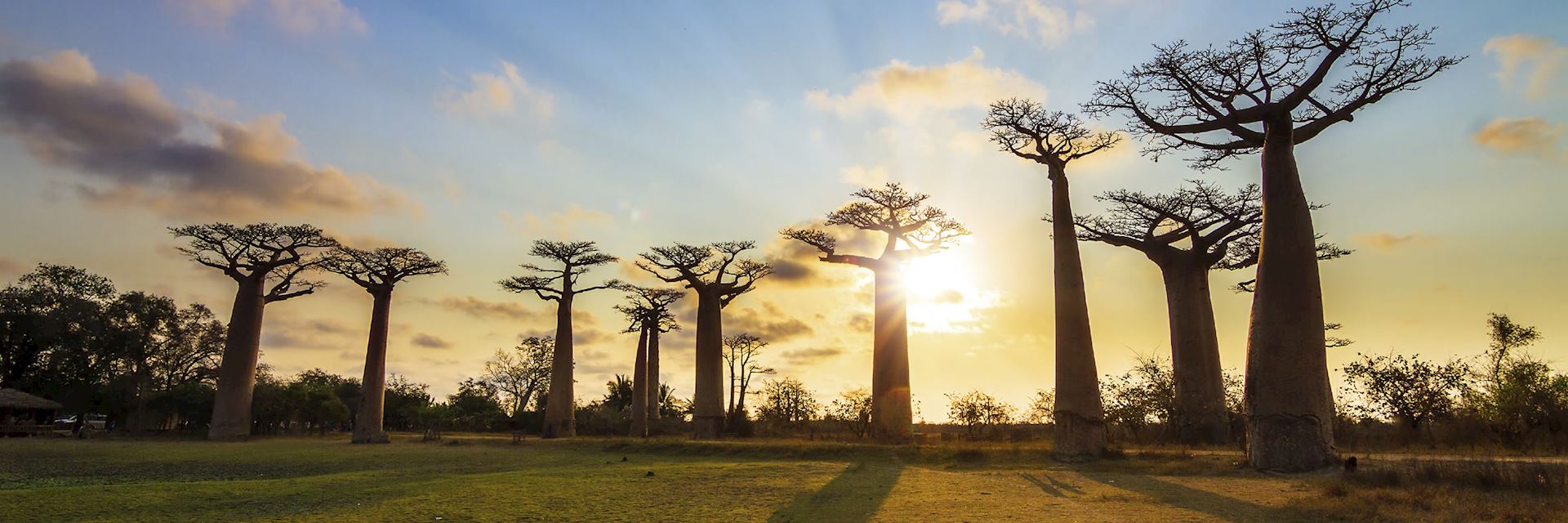 Baobab trees