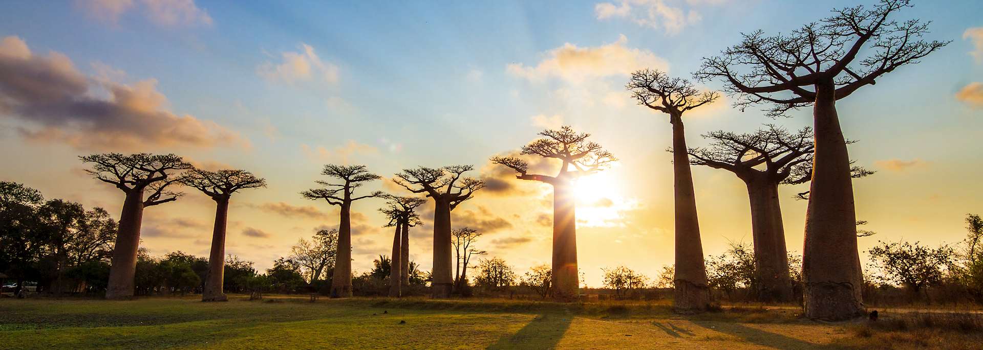 Baobab trees