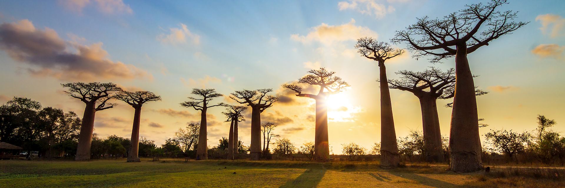 Baobab trees