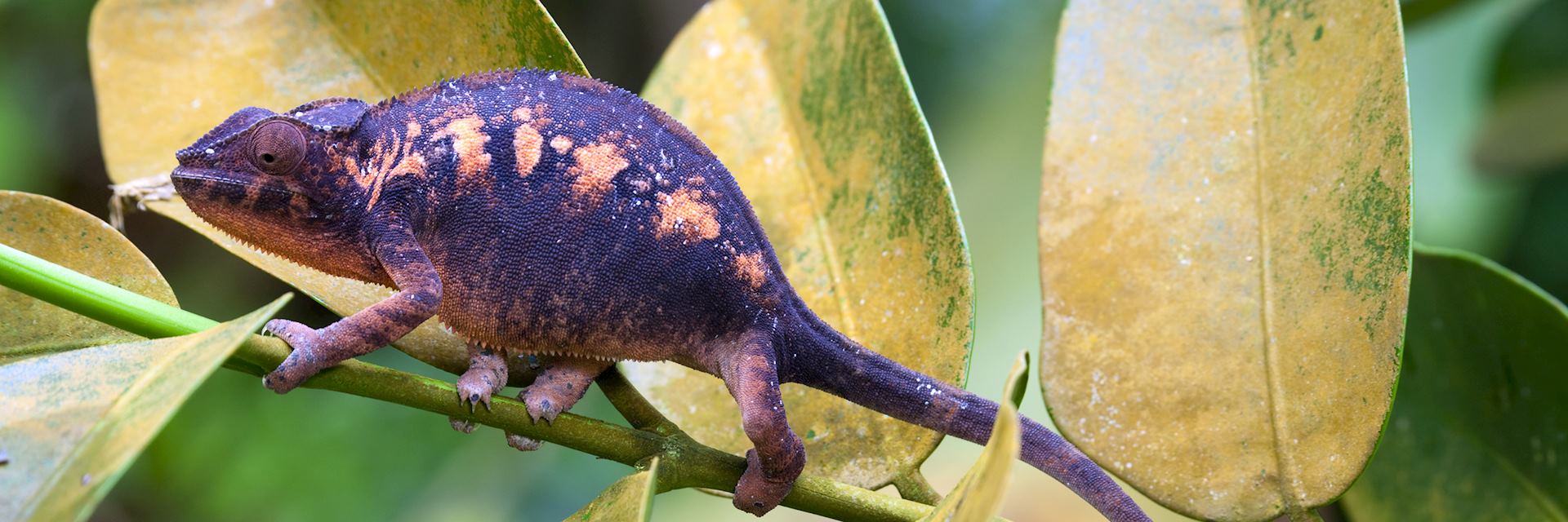 Madagascar chameleon