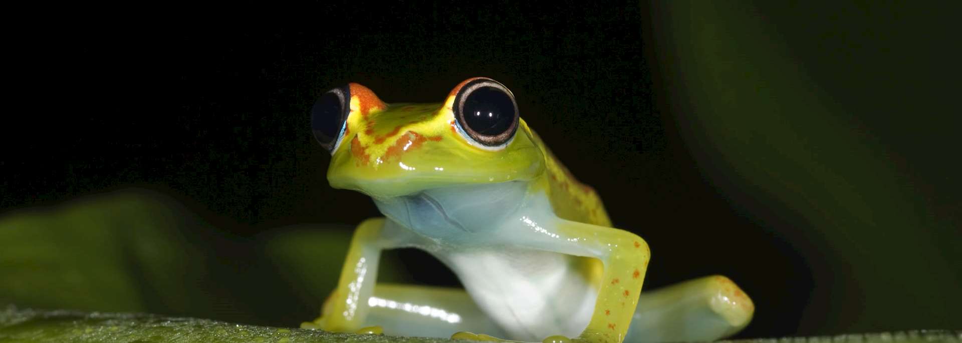 Frog, Andasibe-Mantadia National Park