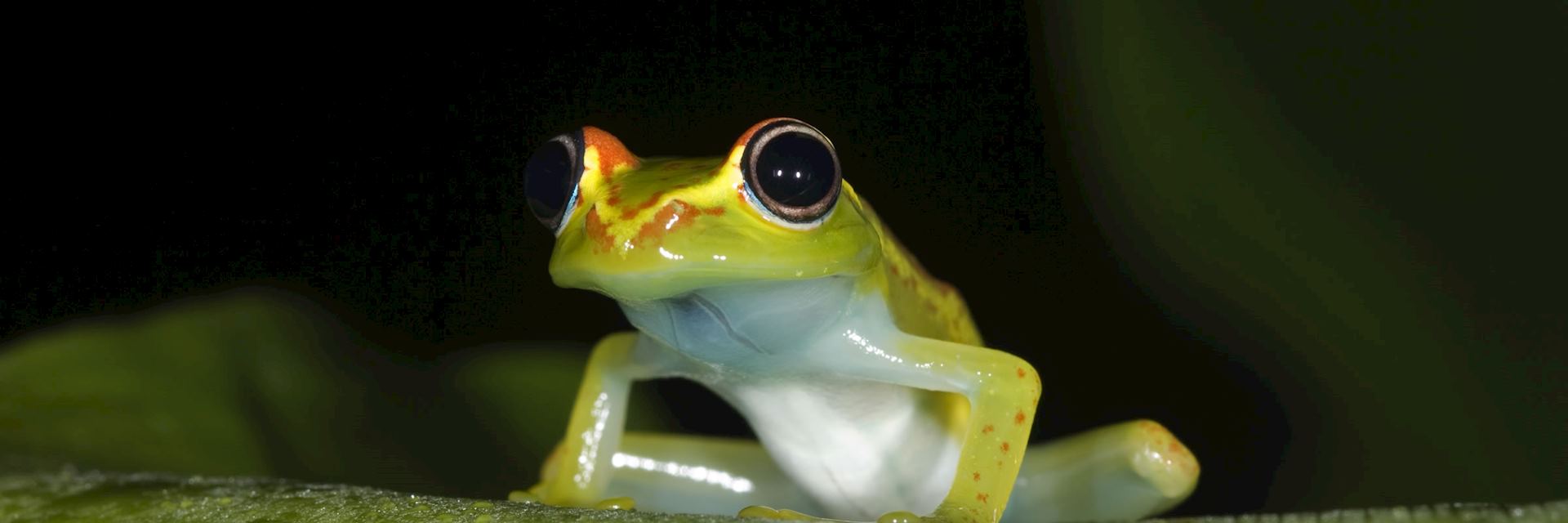 Frog, Andasibe-Mantadia National Park