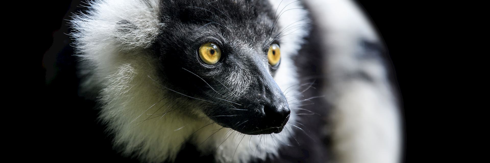 Black-and-white ruffed lemur, Manafiafy