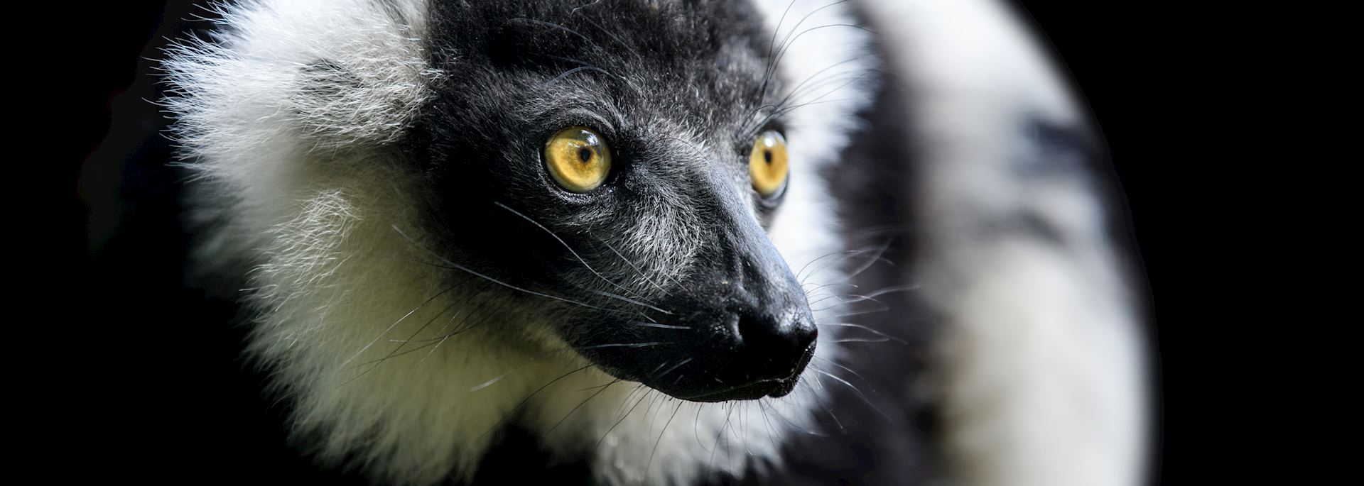 Black-and-white ruffed lemur, Manafiafy