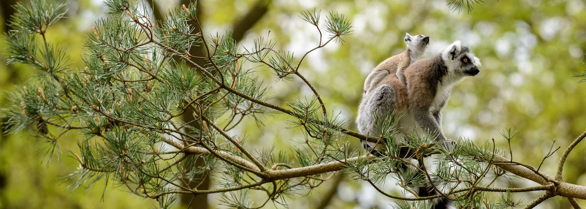 Ring-tailed lemur, Berenty Reserve