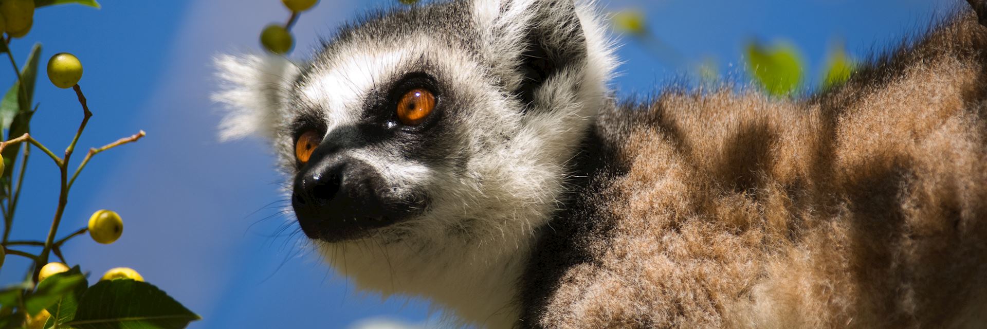 Ring tailed lemur, Andohahela National Park