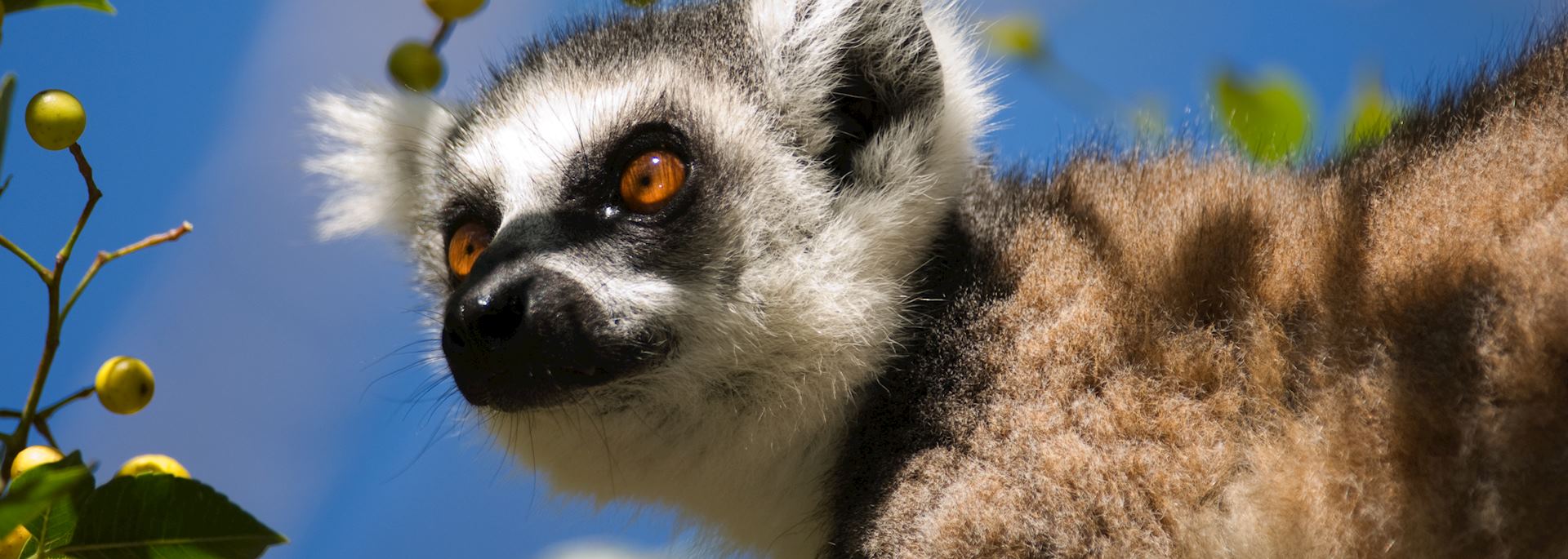 Ring tailed lemur, Andohahela National Park