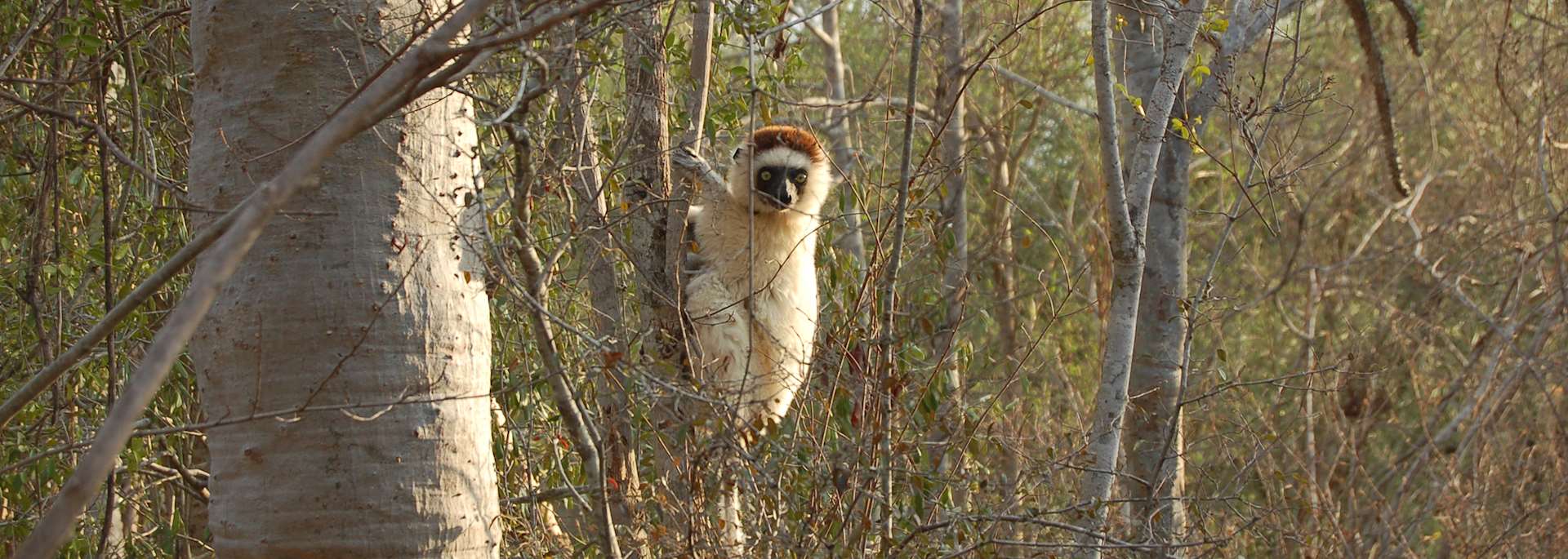 Verreaux's sifaka, Ifotaka Community Forest