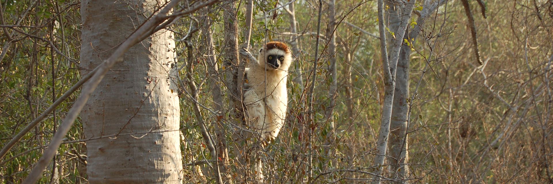 Verreaux's sifaka, Ifotaka Community Forest