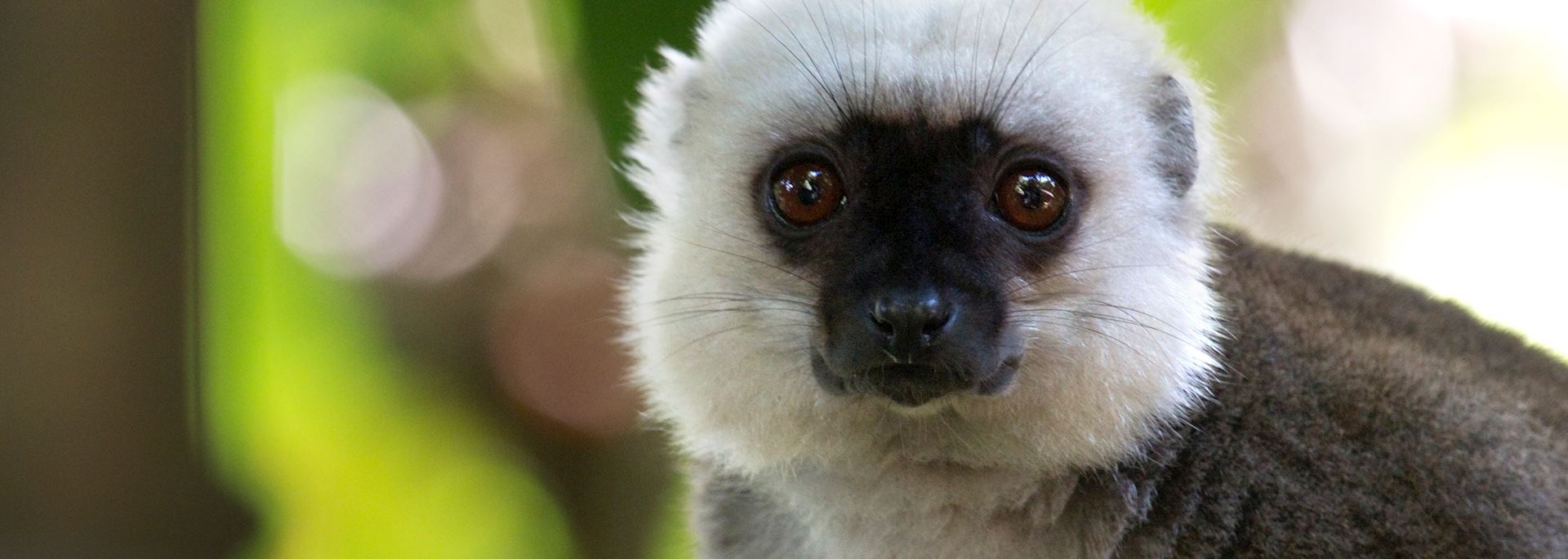 White-fronted brown lemur, Nosy Mangabe