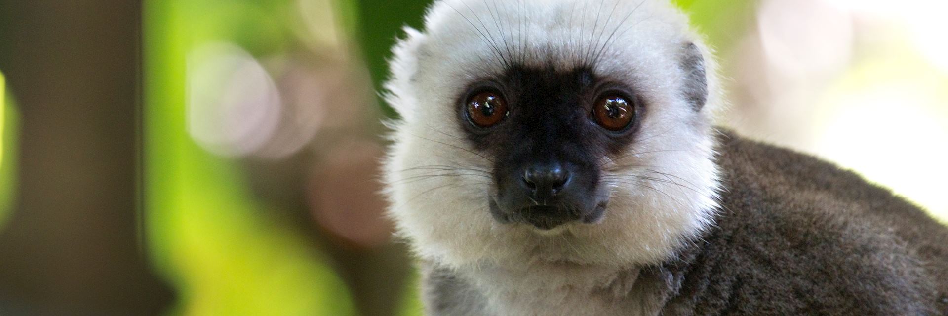 White-fronted brown lemur, Nosy Mangabe