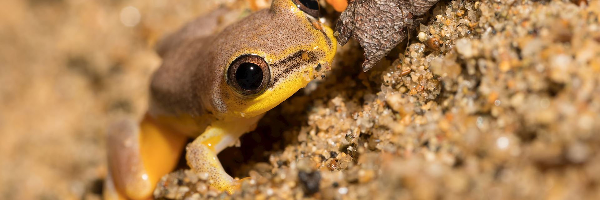 Yellow tree frog, Maroantsetra