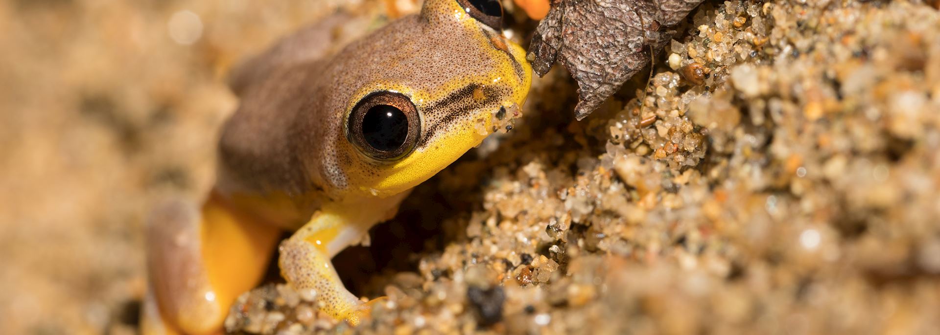 Yellow tree frog, Maroantsetra