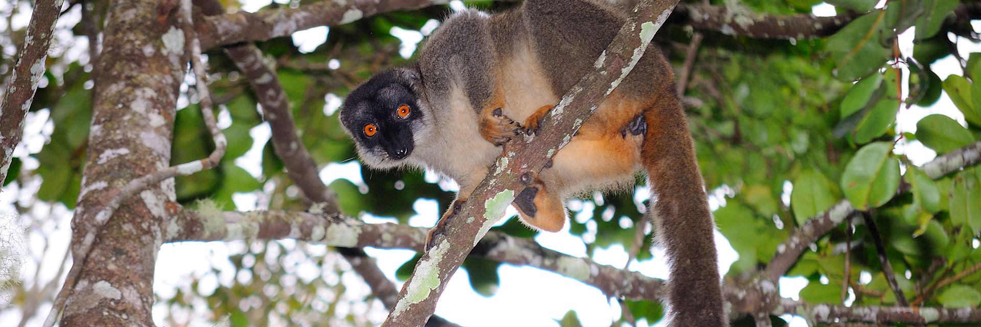 Brown lemur, Andasibe National Park
