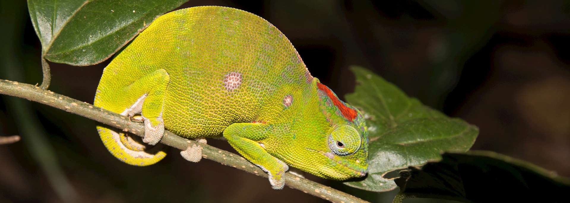 Carpet chameleon, Joffreville