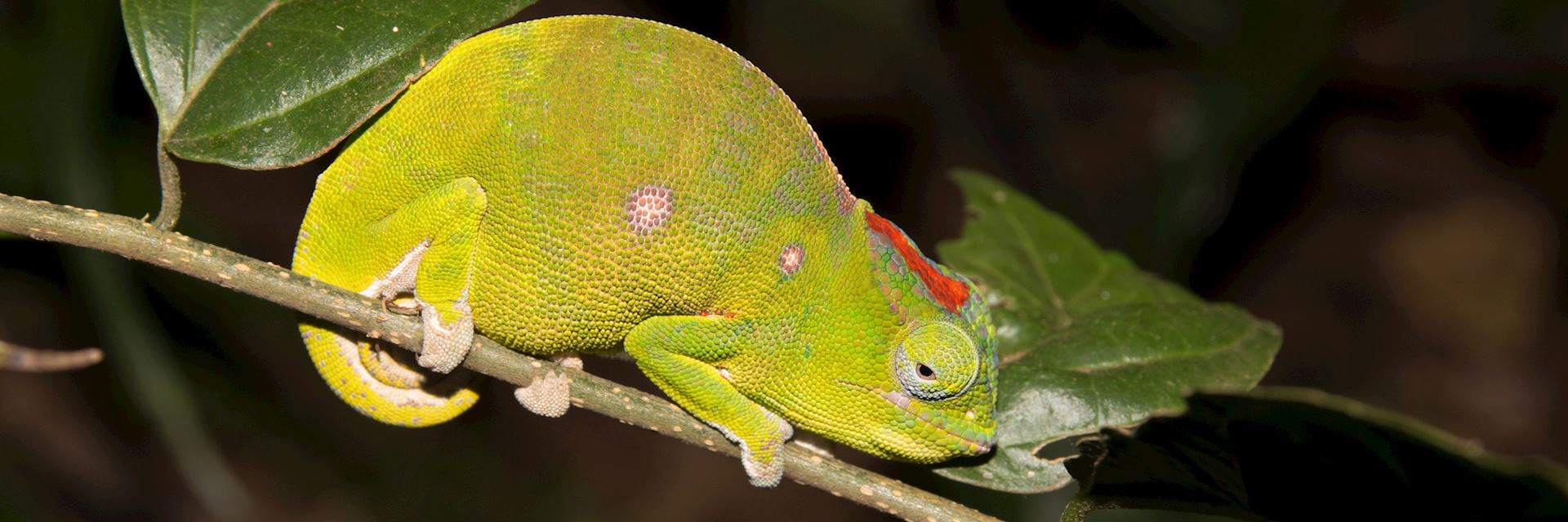 Carpet chameleon, Joffreville