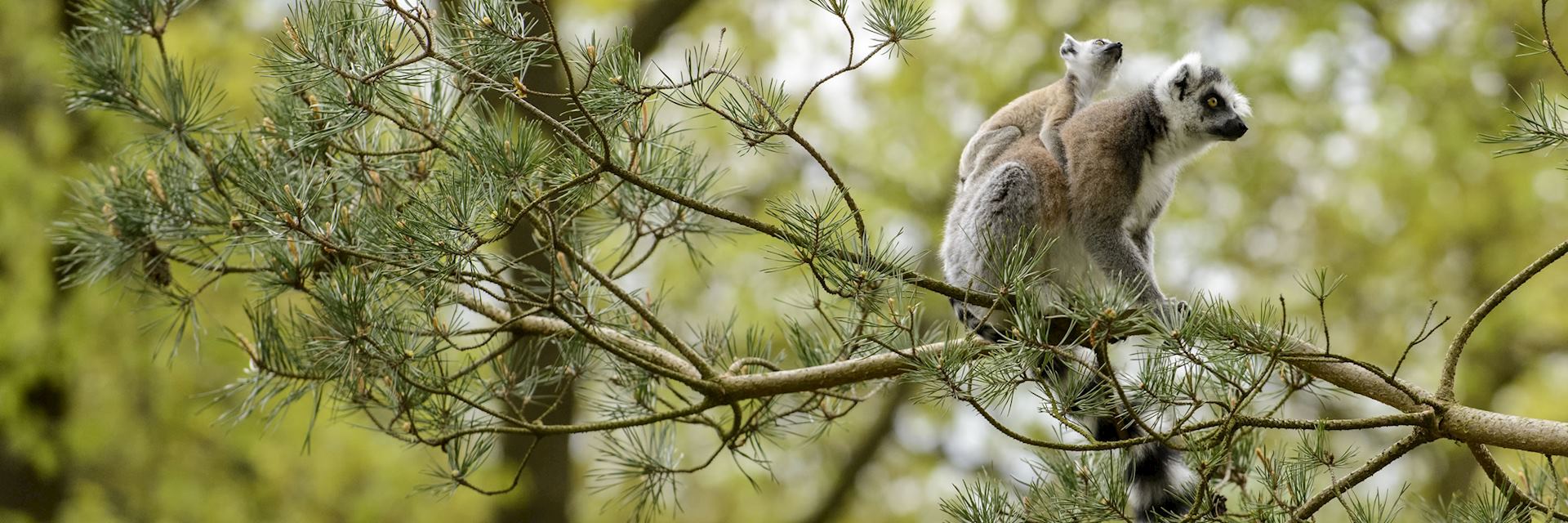 Ring-tailed lemur