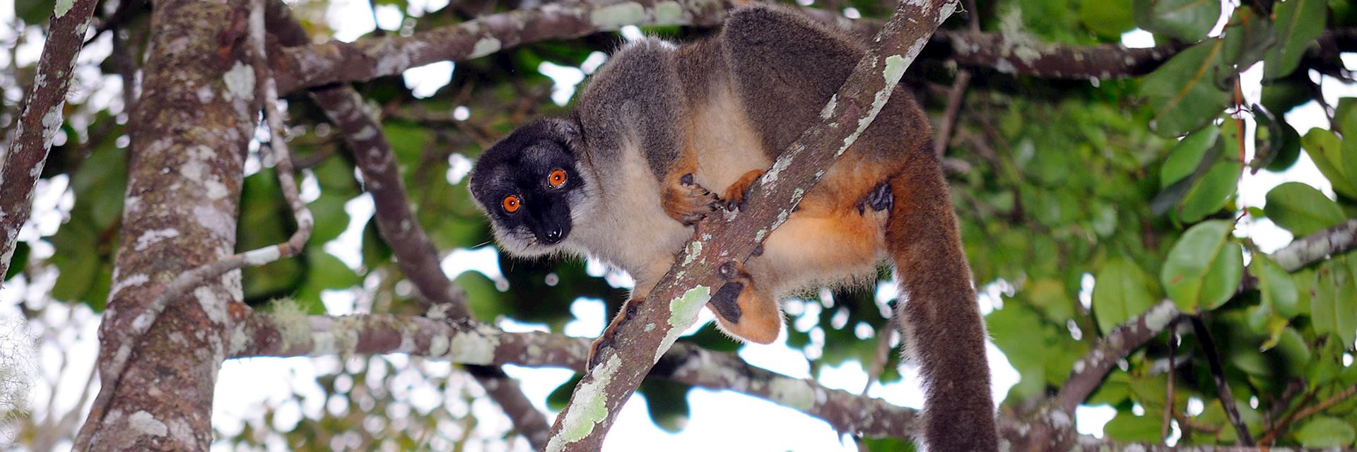 Brown lemur, Andasibe National Park