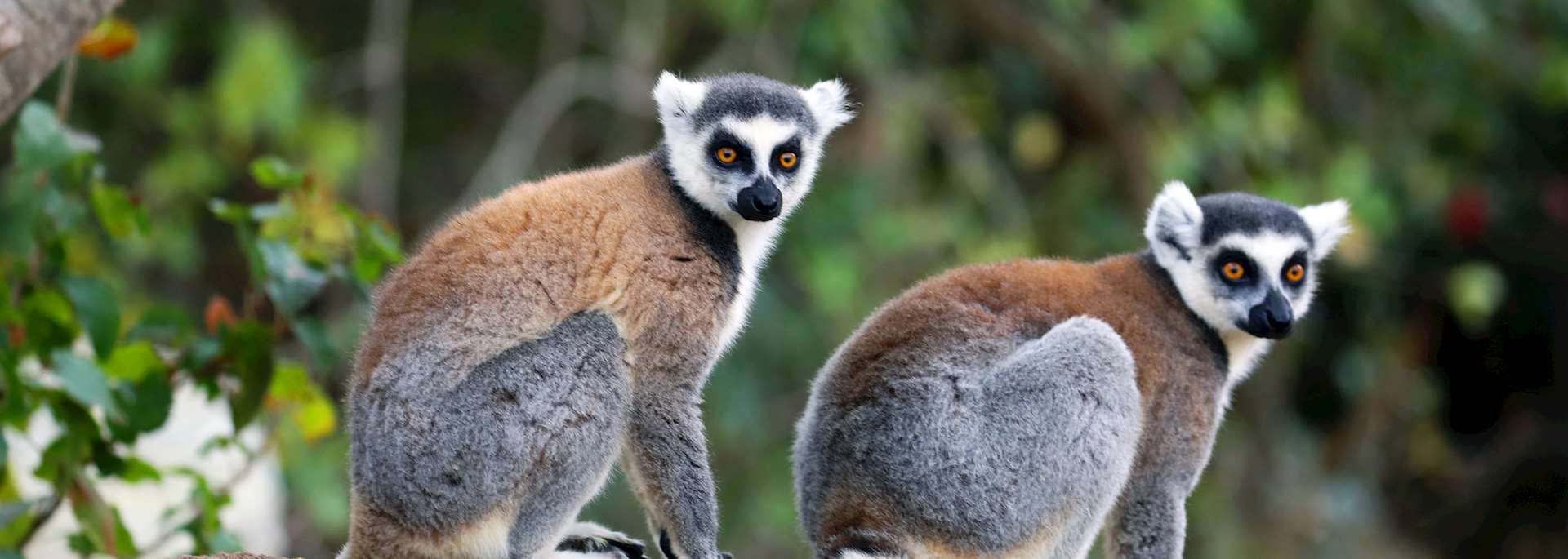 Ring-tailed lemur, Isalo National Park