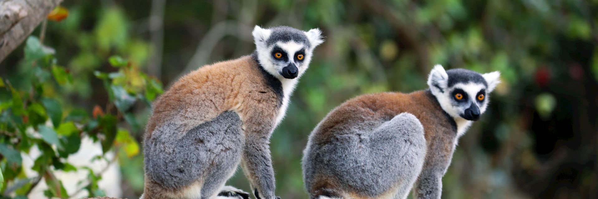 Ring-tailed lemur, Isalo National Park, Madagascar