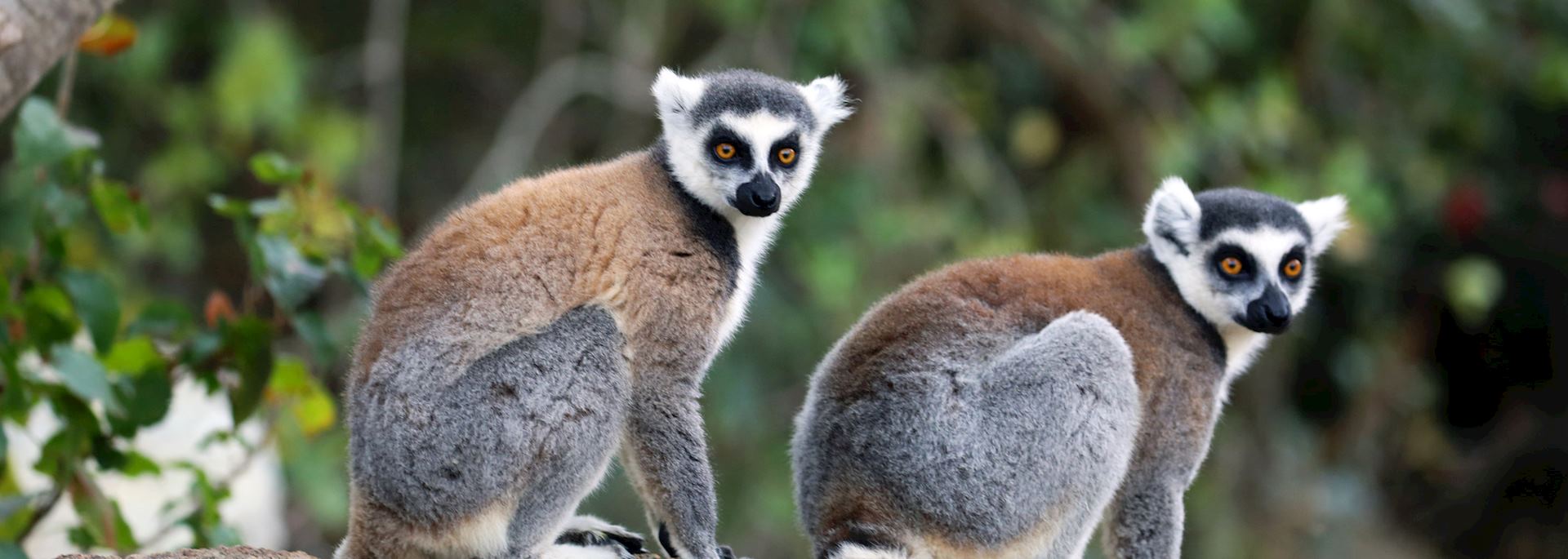 Ring-tailed lemur, Isalo National Park, Madagascar