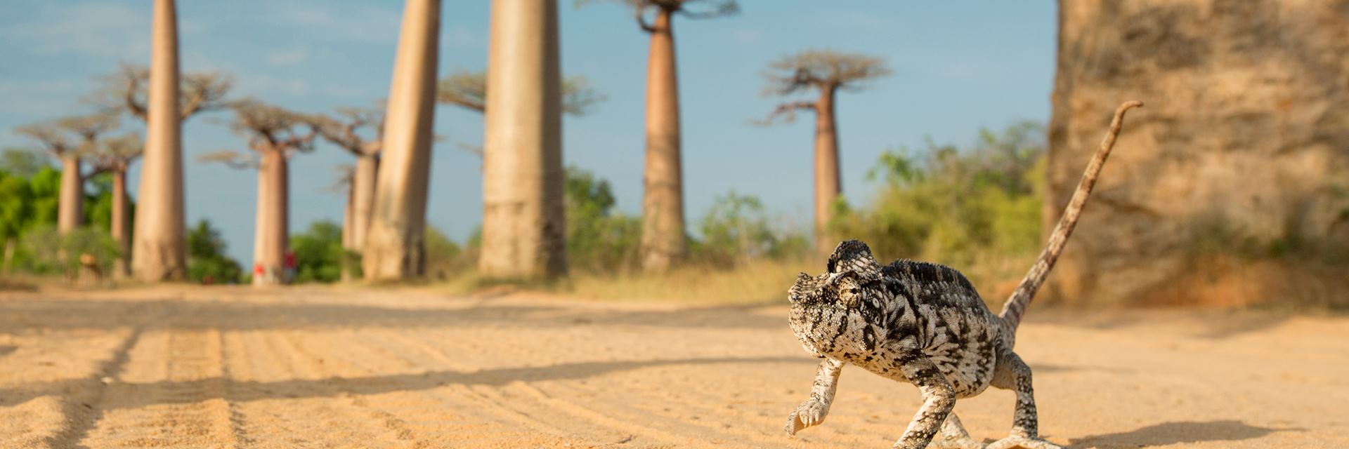 Baobab Beach, Madagascar