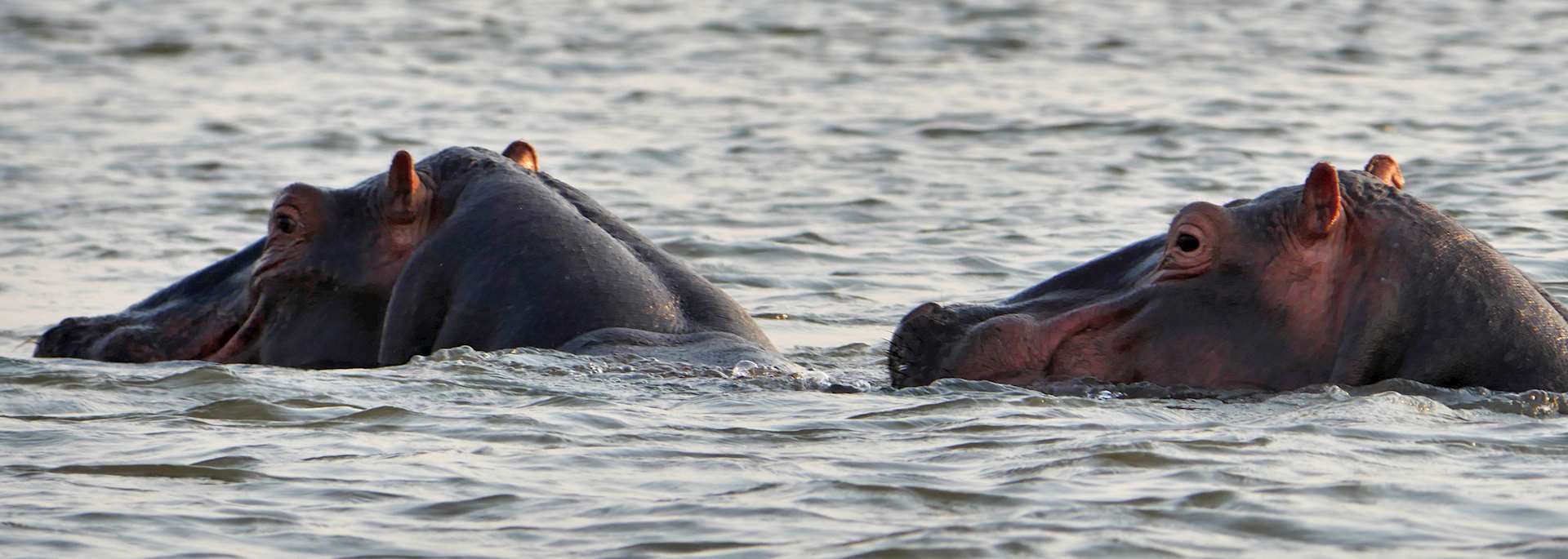 Hippo in Liwonde National Park, Malawi