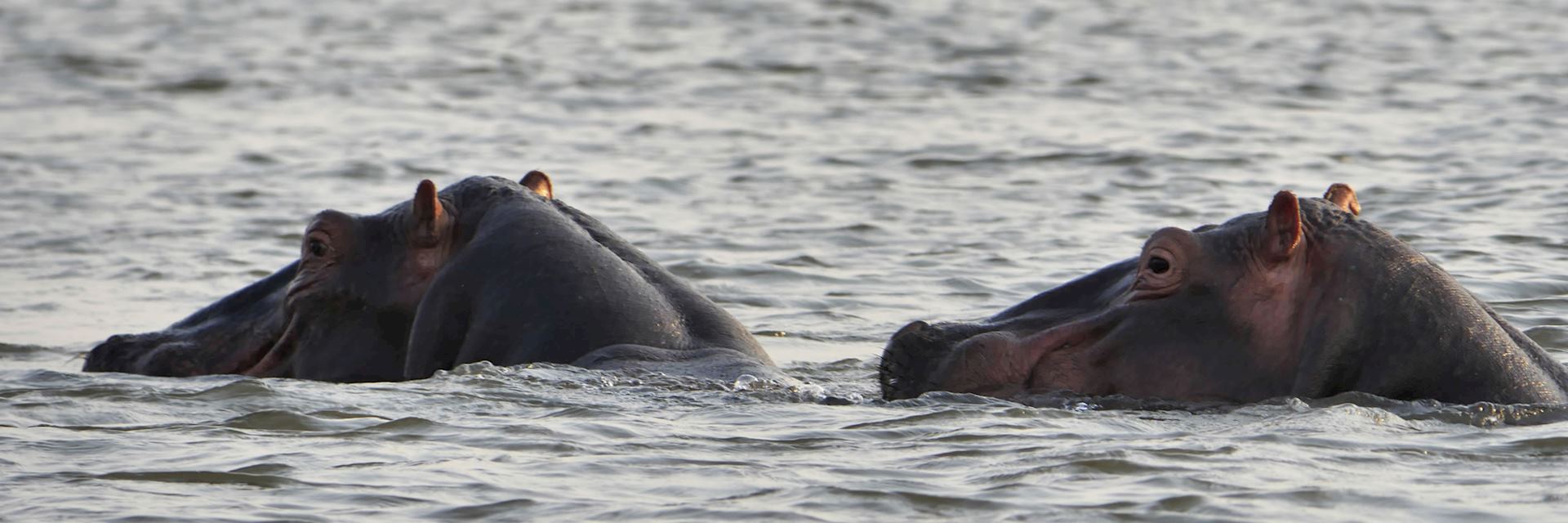Hippos in Liwonde National Park, Malawi