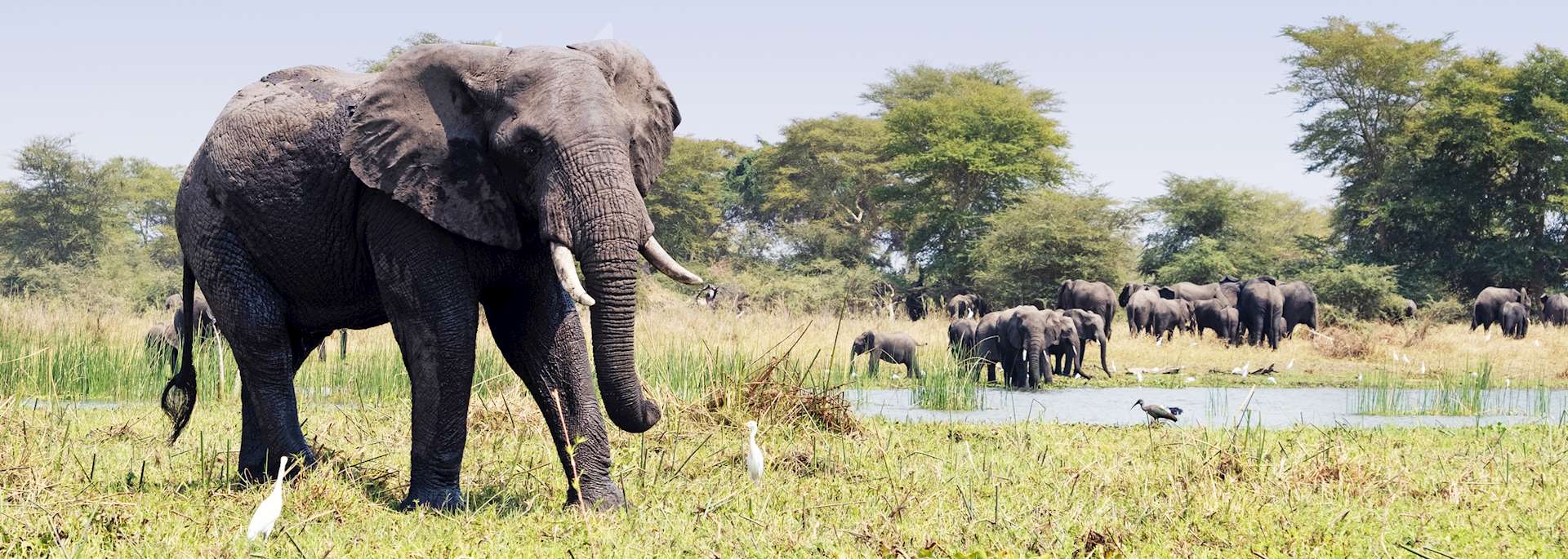 Liwonde National Park