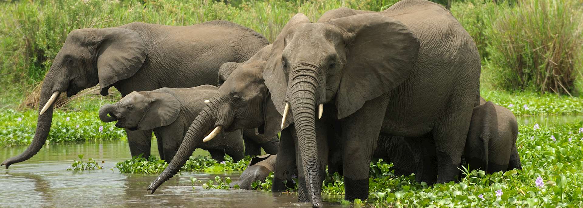 Elephants in Liwonde National Park