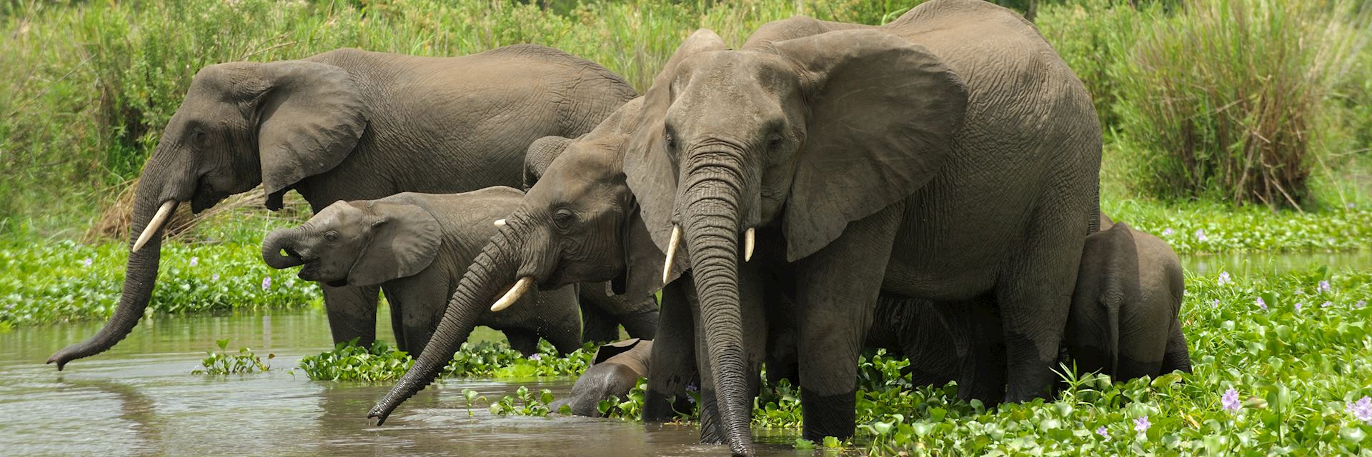 Elephants in Liwonde National Park