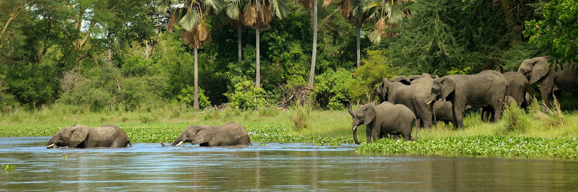 Elephant in Liwonde National Park, Malawi