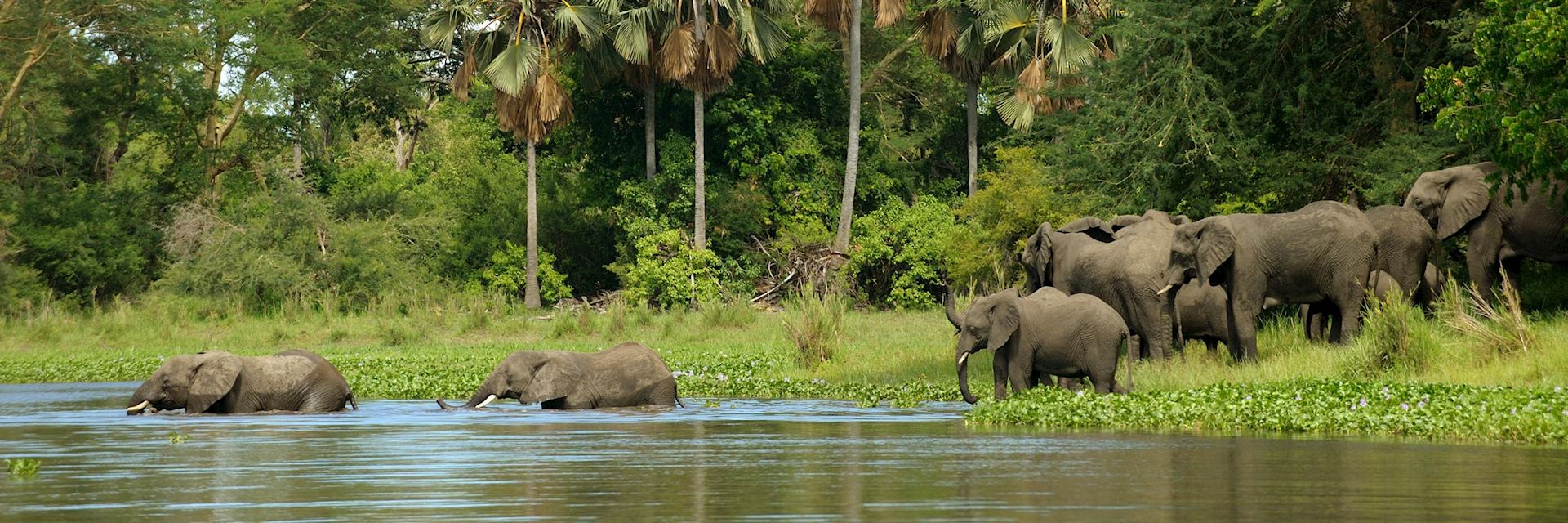 Elephants in Liwonde National Park, Malawi