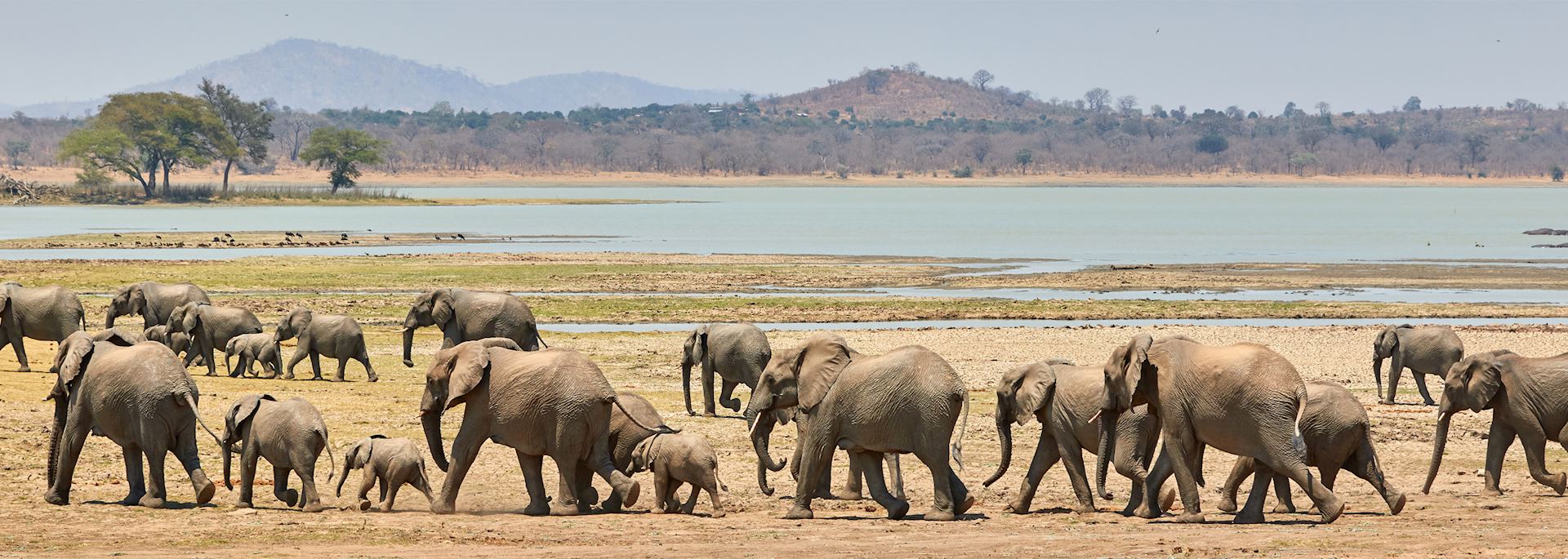 Herd of elephants, Vwaza Marsh