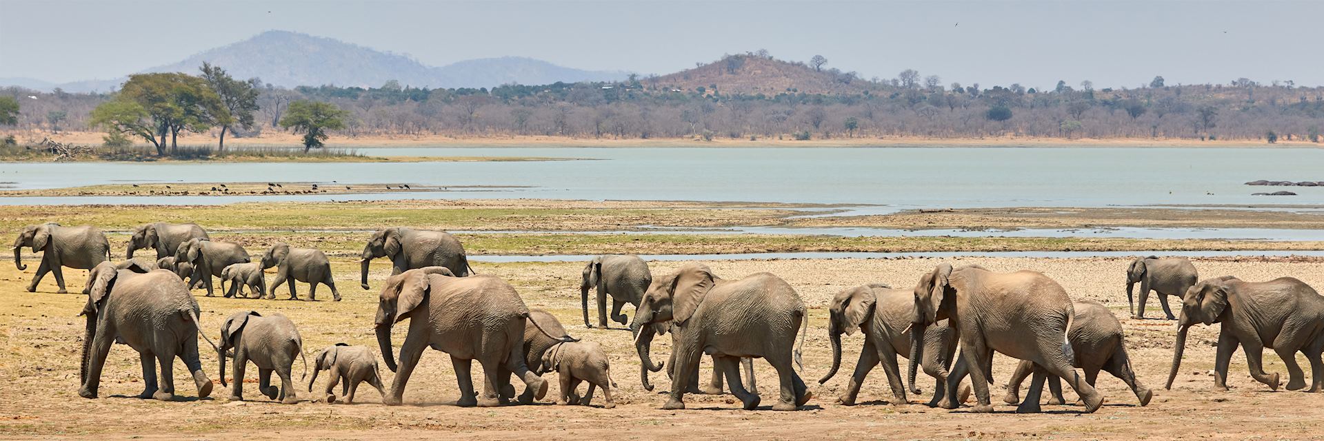 Herd of elephants, Vwaza Marsh