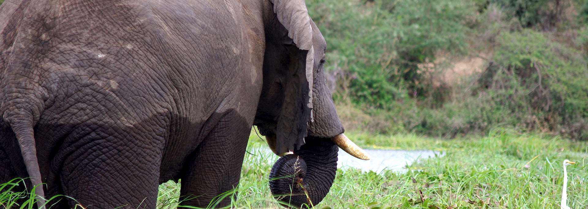 Elephant and egret in Majete Wildlife Reserve