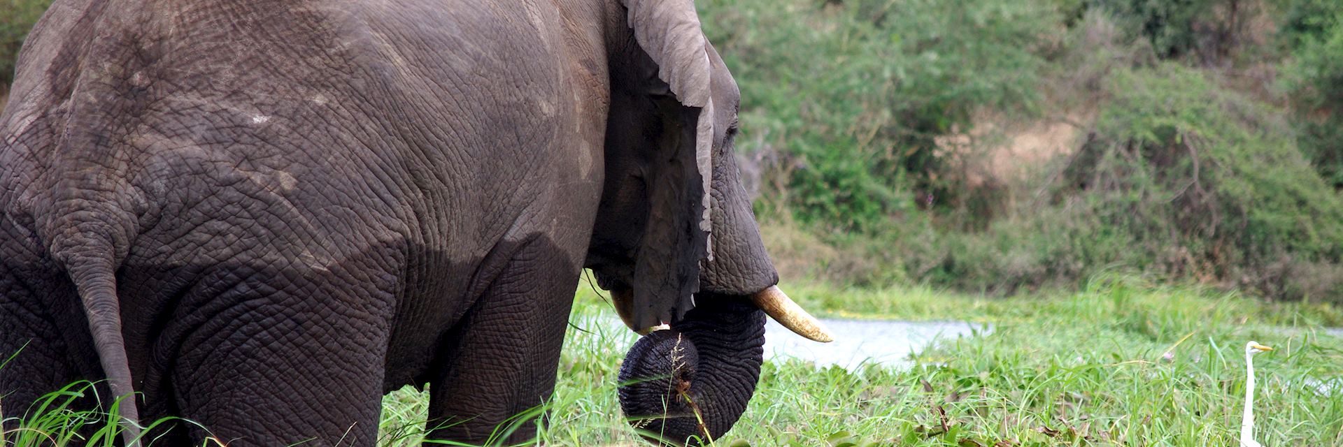 Elephant and egret in Majete Wildlife Reserve