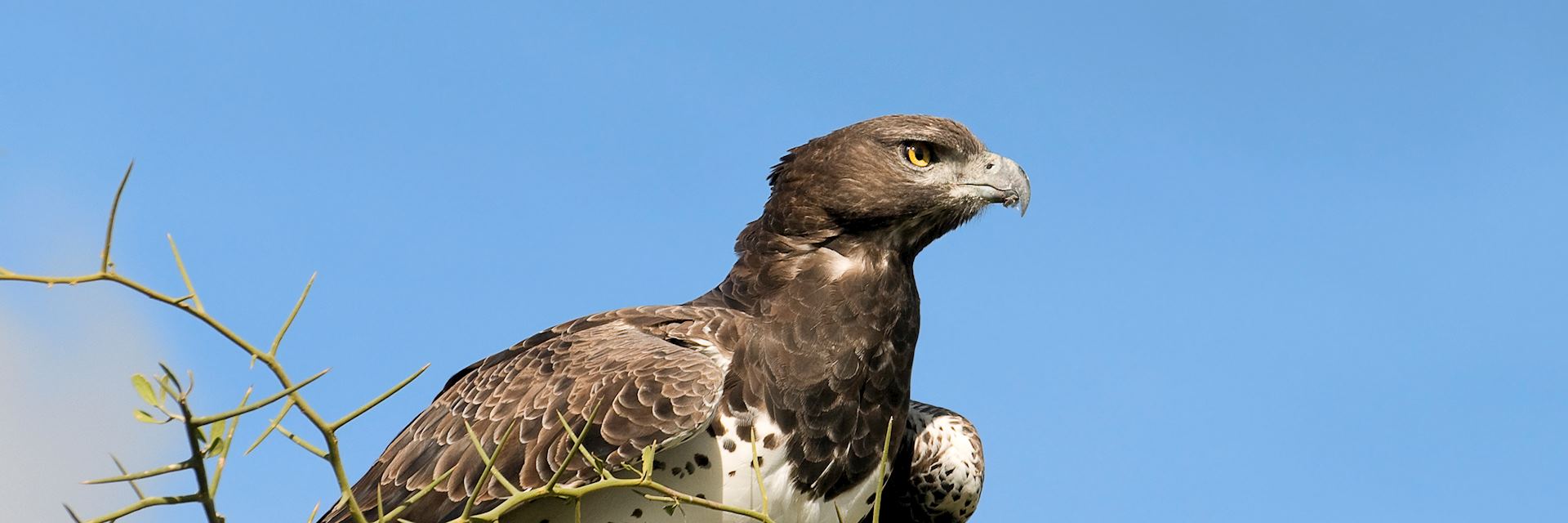 Martial eagle, Viphya Forest Mountains