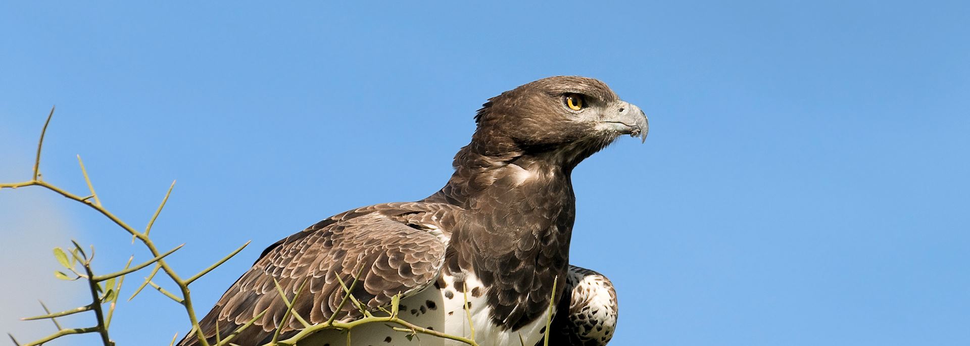 Martial eagle, Viphya Forest Mountains